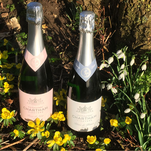 Fizz and spring flowers jan 2021