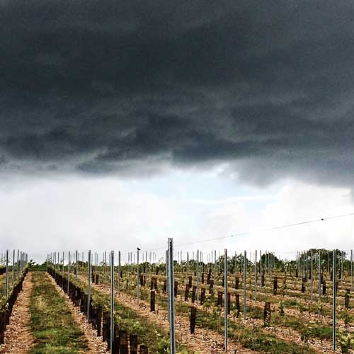 dark sky over chartham vineyard